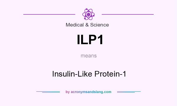 What does ILP1 mean? It stands for Insulin-Like Protein-1