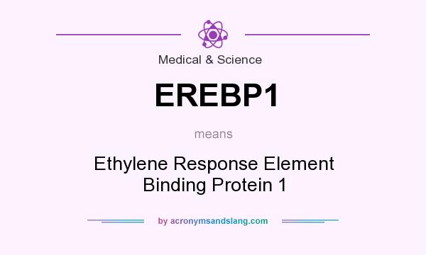 What does EREBP1 mean? It stands for Ethylene Response Element Binding Protein 1