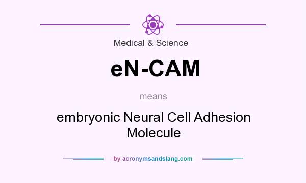 What does eN-CAM mean? It stands for embryonic Neural Cell Adhesion Molecule