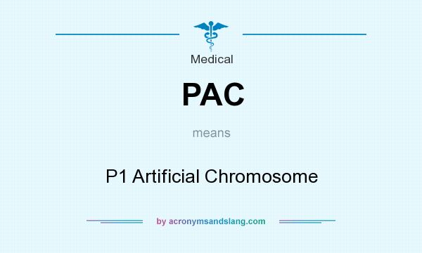 What does PAC mean? It stands for P1 Artificial Chromosome