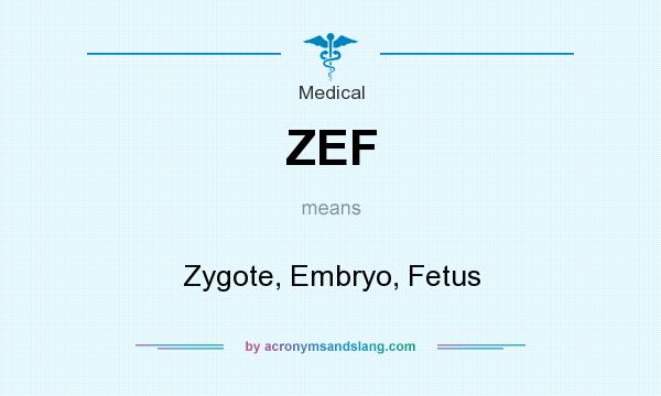 What does ZEF mean? It stands for Zygote, Embryo, Fetus