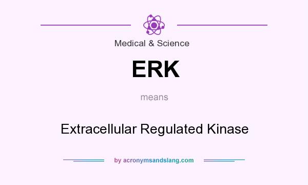 What does ERK mean? It stands for Extracellular Regulated Kinase