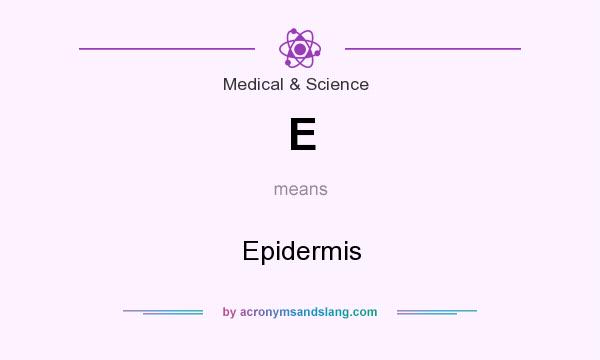 What does E mean? It stands for Epidermis