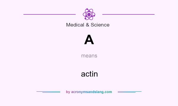 What does A mean? It stands for actin