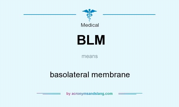 What does BLM mean? It stands for basolateral membrane