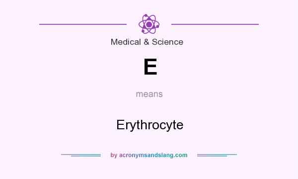 What does E mean? It stands for Erythrocyte
