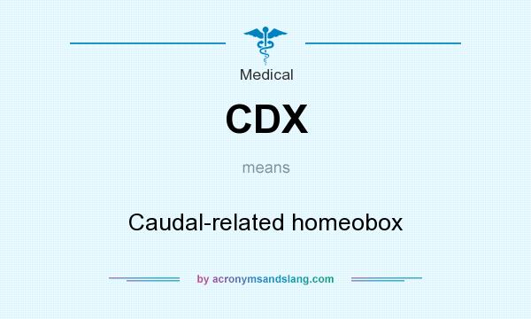 What does CDX mean? It stands for Caudal-related homeobox