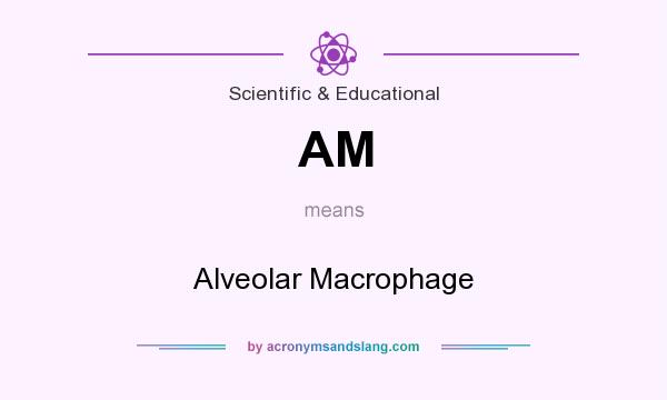 What does AM mean? It stands for Alveolar Macrophage