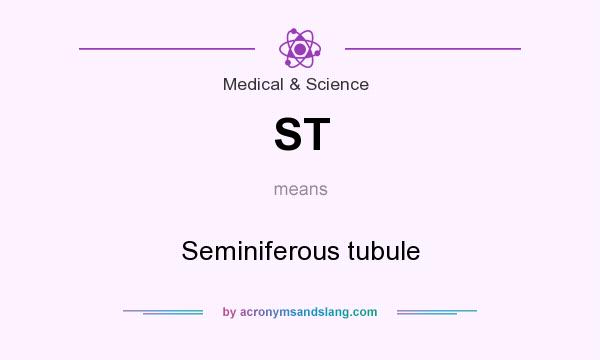 What does ST mean? It stands for Seminiferous tubule