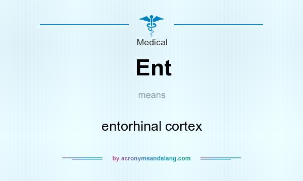 What does Ent mean? It stands for entorhinal cortex