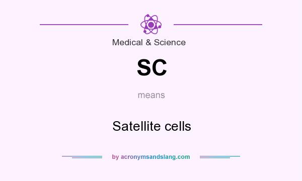 What does SC mean? It stands for Satellite cells