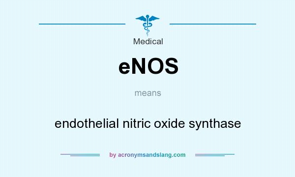 What does eNOS mean? It stands for endothelial nitric oxide synthase