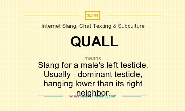What does QUALL mean? It stands for Slang for a male`s left testicle. Usually - dominant testicle, hanging lower than its right neighbor.