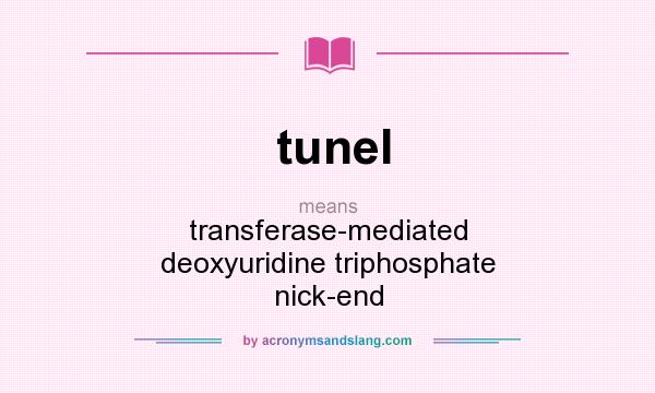 What does tunel mean? It stands for transferase-mediated deoxyuridine triphosphate nick-end