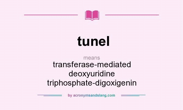 What does tunel mean? It stands for transferase-mediated deoxyuridine triphosphate-digoxigenin