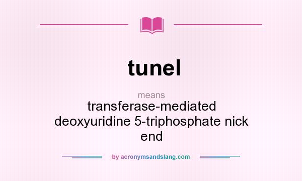 What does tunel mean? It stands for transferase-mediated deoxyuridine 5-triphosphate nick end