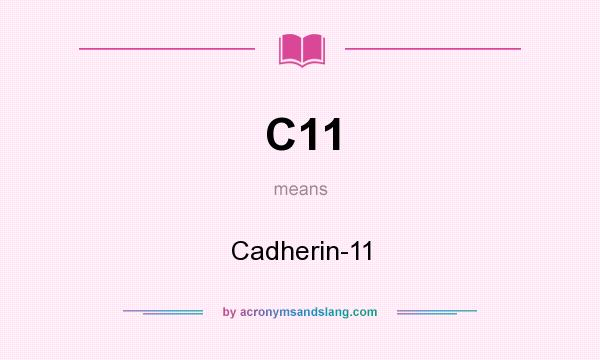What does C11 mean? It stands for Cadherin-11