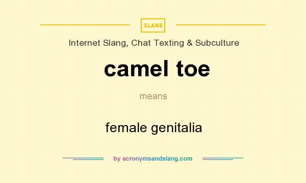 What does camel toe mean? It stands for female genitalia