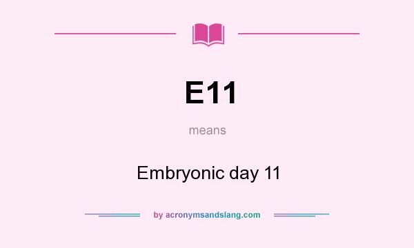 What does E11 mean? It stands for Embryonic day 11