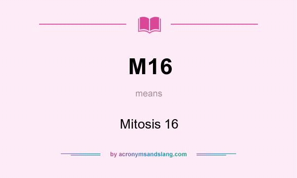 What does M16 mean? It stands for Mitosis 16