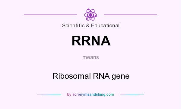What does RRNA mean? It stands for Ribosomal RNA gene