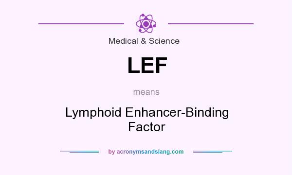 What does LEF mean? It stands for Lymphoid Enhancer-Binding Factor