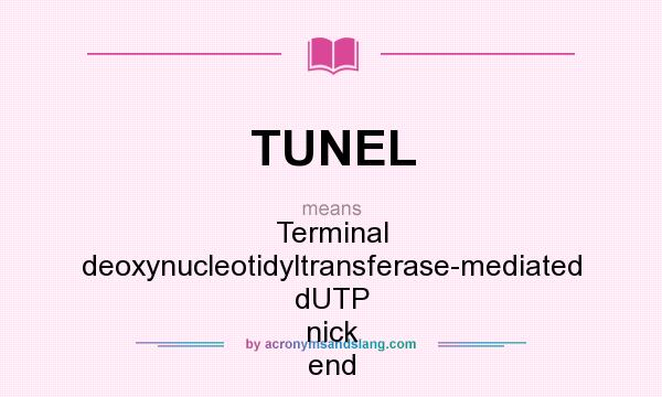 What does TUNEL mean? It stands for Terminal deoxynucleotidyltransferase-mediated dUTP nick end