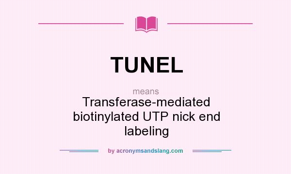 What does TUNEL mean? It stands for Transferase-mediated biotinylated UTP nick end labeling