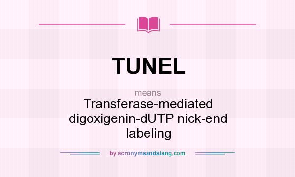 What does TUNEL mean? It stands for Transferase-mediated digoxigenin-dUTP nick-end labeling