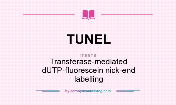 What does TUNEL mean? It stands for Transferase-mediated dUTP-fluorescein nick-end labelling