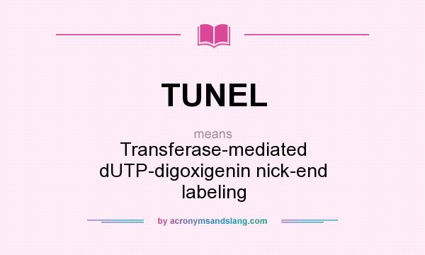 What does TUNEL mean? It stands for Transferase-mediated dUTP-digoxigenin nick-end labeling