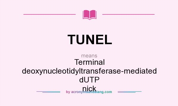 What does TUNEL mean? It stands for Terminal deoxynucleotidyltransferase-mediated dUTP nick