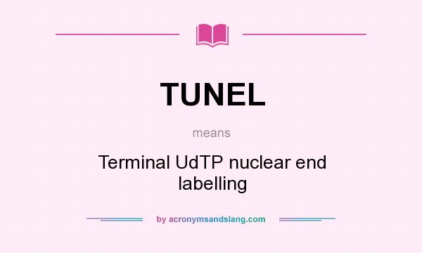 What does TUNEL mean? It stands for Terminal UdTP nuclear end labelling