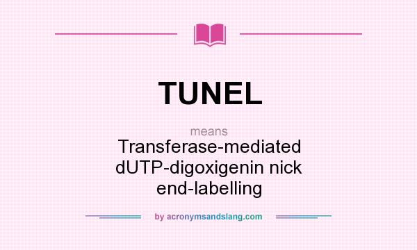 What does TUNEL mean? It stands for Transferase-mediated dUTP-digoxigenin nick end-labelling