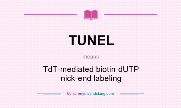 What does TUNEL mean? It stands for TdT-mediated biotin-dUTP nick-end labeling