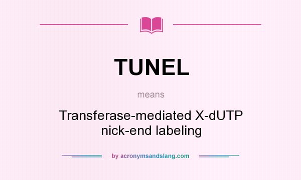 What does TUNEL mean? It stands for Transferase-mediated X-dUTP nick-end labeling