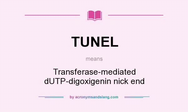 What does TUNEL mean? It stands for Transferase-mediated dUTP-digoxigenin nick end