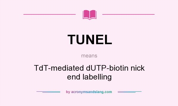 What does TUNEL mean? It stands for TdT-mediated dUTP-biotin nick end labelling