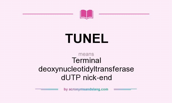 What does TUNEL mean? It stands for Terminal deoxynucleotidyltransferase dUTP nick-end