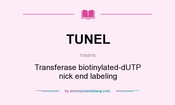 What does TUNEL mean? It stands for Transferase biotinylated-dUTP nick end labeling
