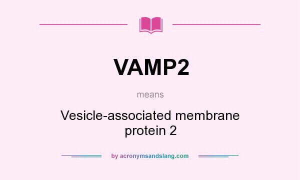 What does VAMP2 mean? It stands for Vesicle-associated membrane protein 2