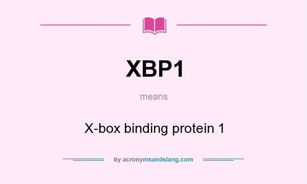 What does XBP1 mean? It stands for X-box binding protein 1