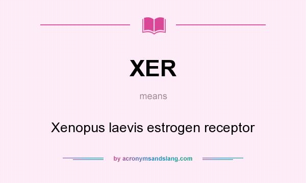 What does XER mean? It stands for Xenopus laevis estrogen receptor