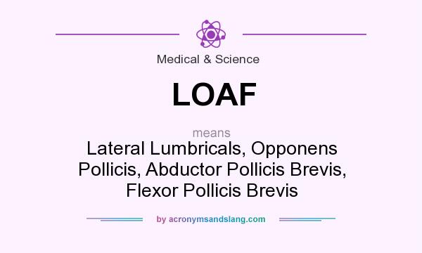 What does LOAF mean? It stands for Lateral Lumbricals, Opponens Pollicis, Abductor Pollicis Brevis, Flexor Pollicis Brevis
