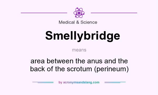 What does Smellybridge mean? It stands for area between the anus and the back of the scrotum (perineum)