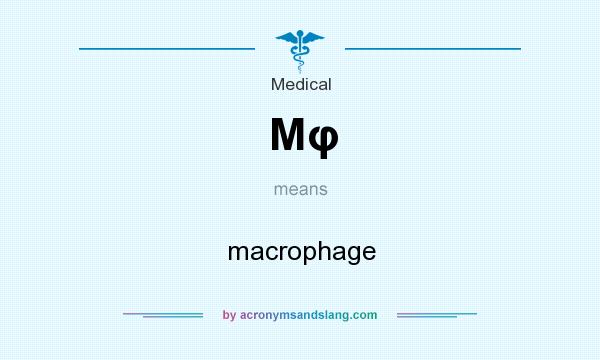 What does Mφ mean? It stands for macrophage