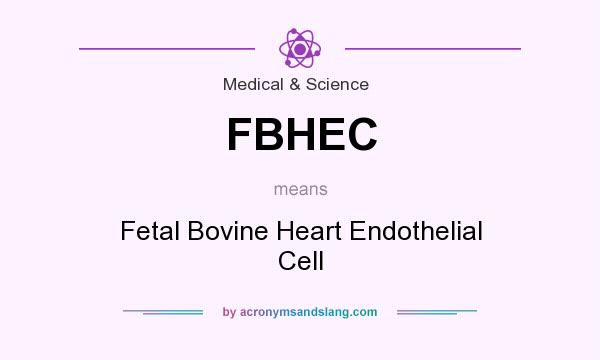 What does FBHEC mean? It stands for Fetal Bovine Heart Endothelial Cell
