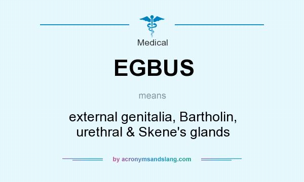 What does EGBUS mean? It stands for external genitalia, Bartholin, urethral & Skene`s glands