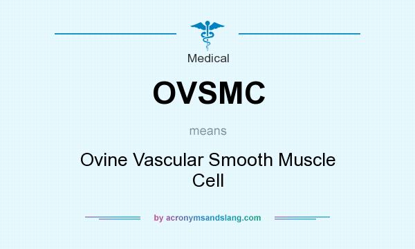 What does OVSMC mean? It stands for Ovine Vascular Smooth Muscle Cell
