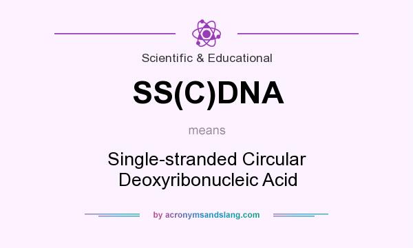 What does SS(C)DNA mean? It stands for Single-stranded Circular Deoxyribonucleic Acid